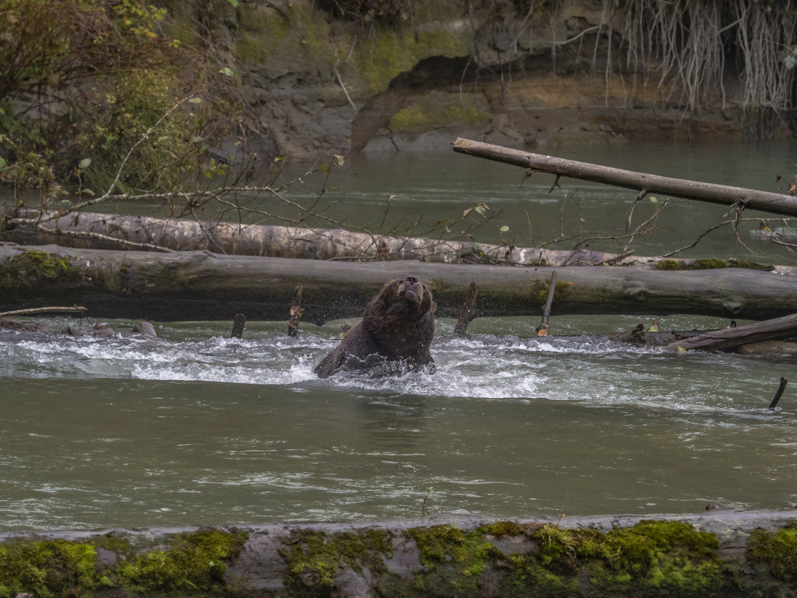 "Grizzly Bear" by Beth Rand Photography - $7.53 "Grizzly Bear" stock image