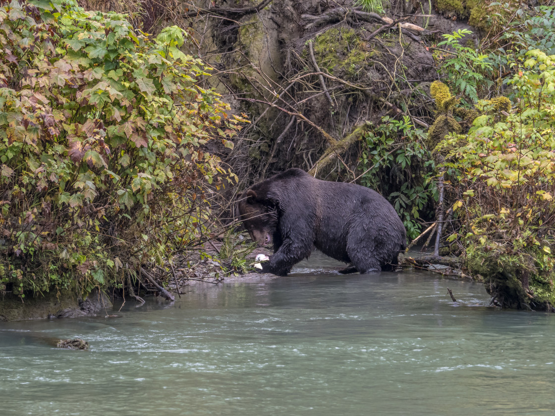 "Grizzly Bear" by Beth Rand Photography - $7.53 "Grizzly Bear" stock image
