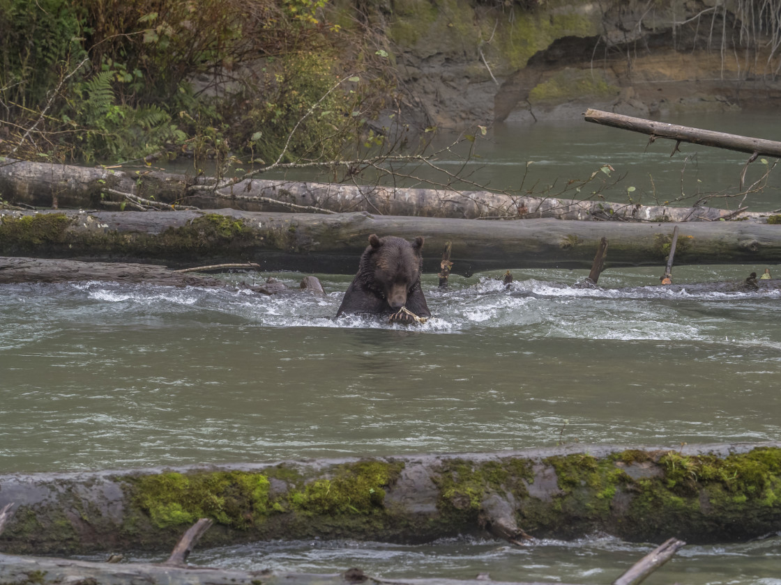 "Grizzly Bear" by Beth Rand Photography - $7.61 "Grizzly Bear" stock image