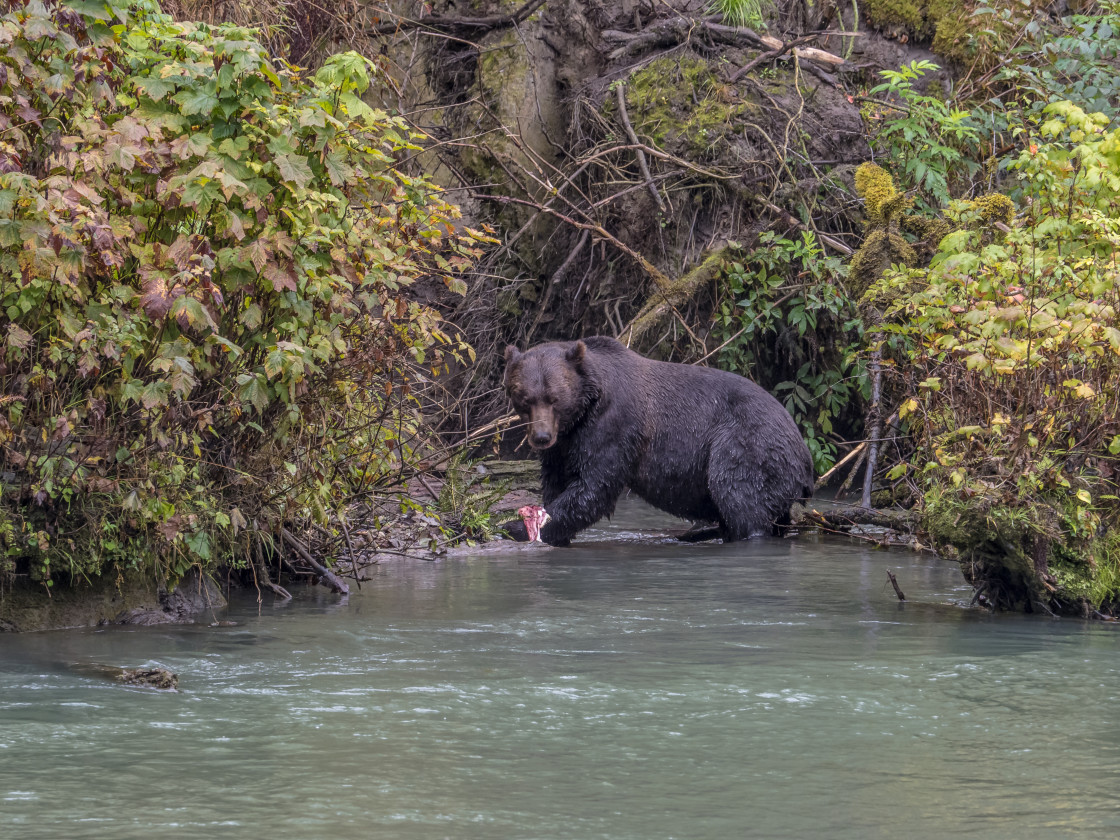 "Grizzly Bear" by Beth Rand Photography - $7.63 "Grizzly Bear" stock image