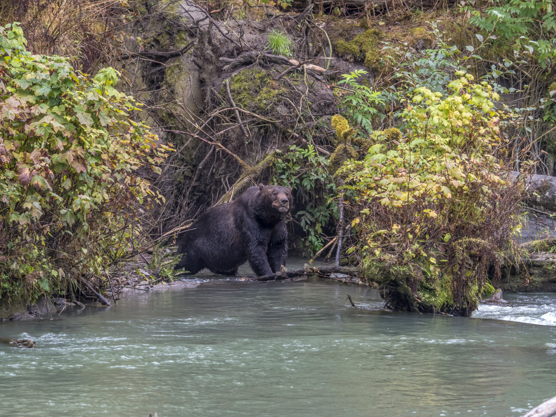 "Grizzly Bear" by Beth Rand Photography - $7.63 "Grizzly Bear" stock image