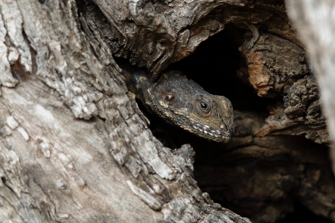 "The hiding lizard!" stock image