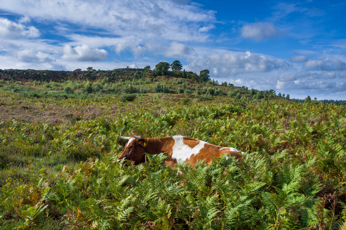 "Dozy Cow" stock image