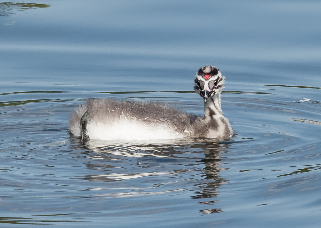 "Juvenile Great Crested Grebe" stock image