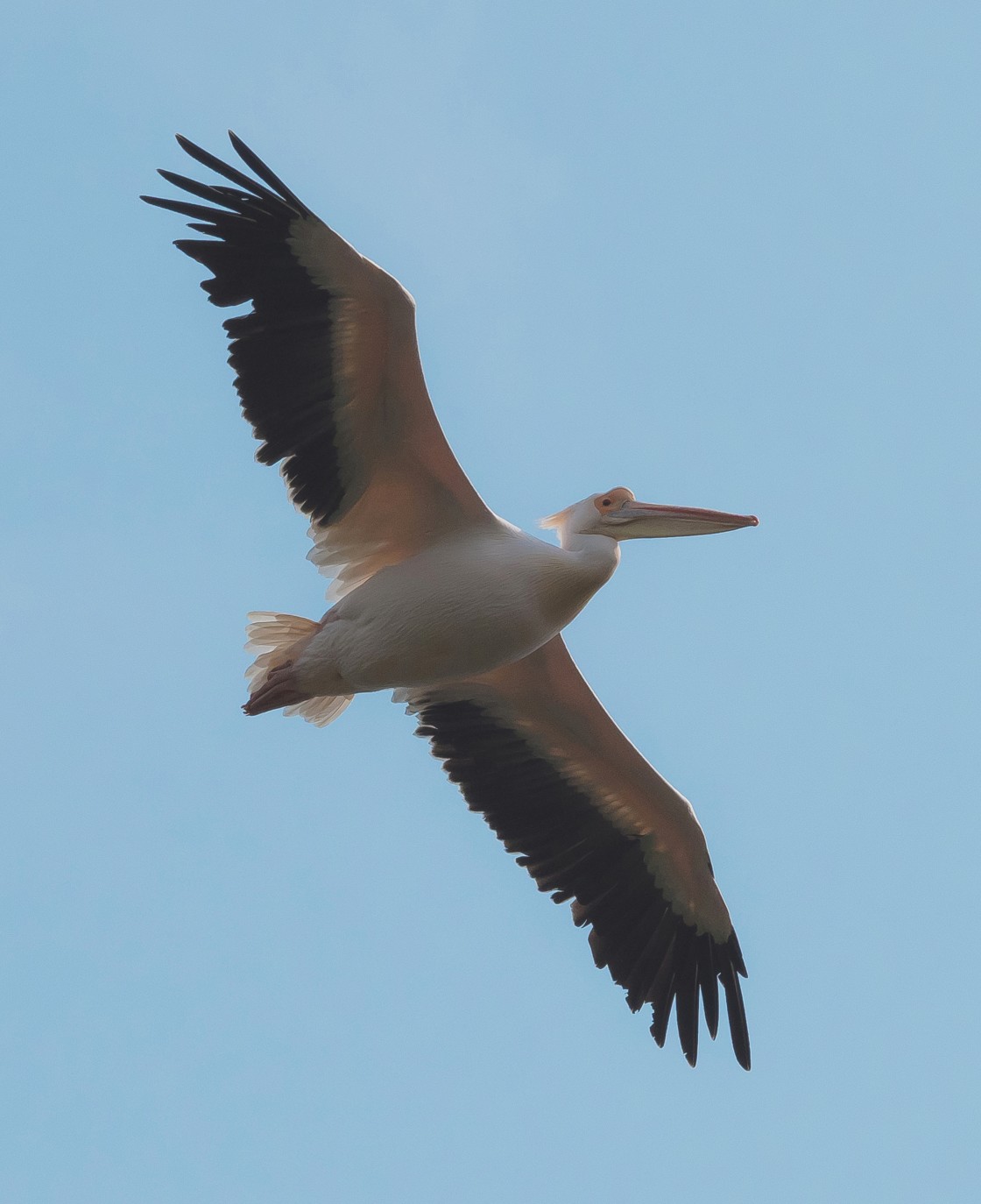 "Pelican Flight" stock image