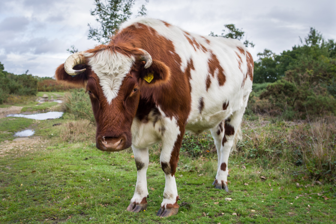 "Cow Number 30" by Gordon England - $12.19 "Cow Number 30" stock image