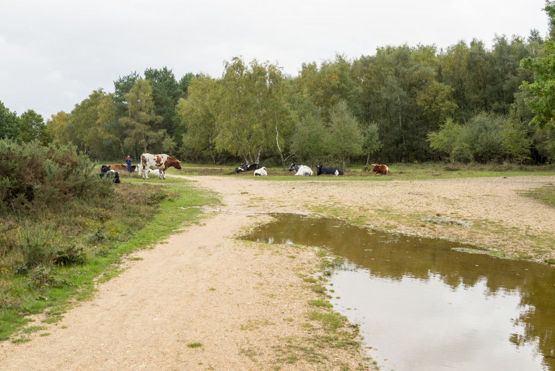 "Resting Cattle" stock image