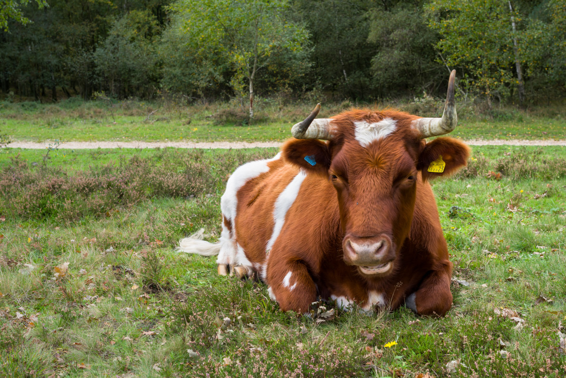 "Cow Number 23" stock image