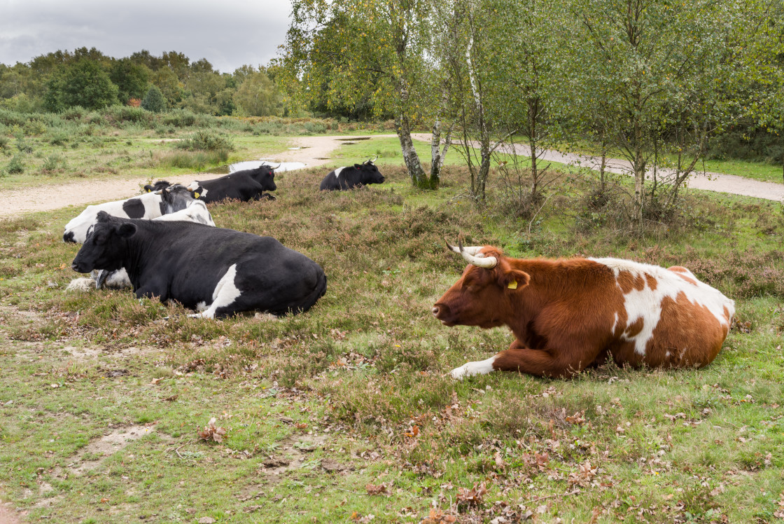 "Cattle Resting in a Semicircle" stock image