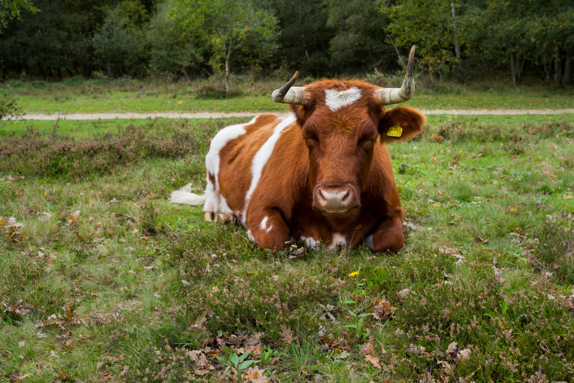 "Sleepy Cow" stock image