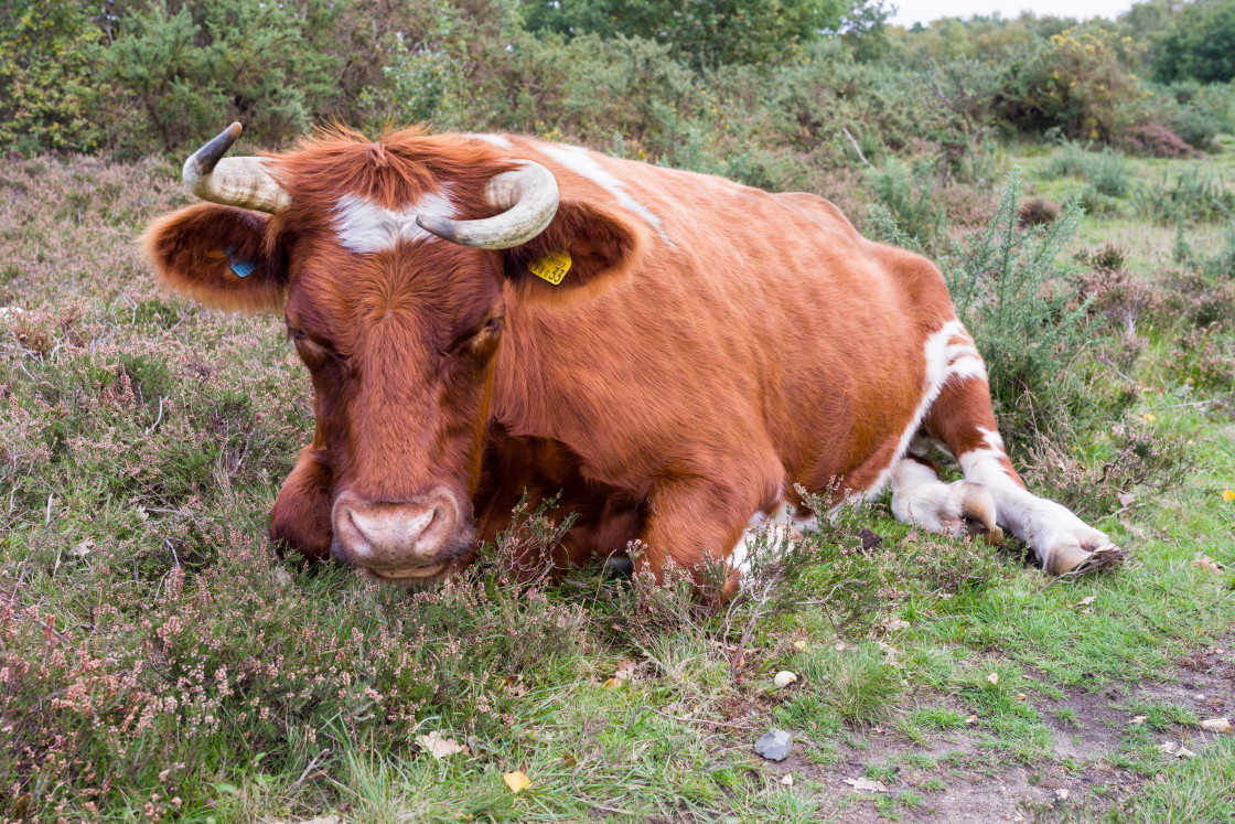 "Resting cow" by Gordon England - $12.24 "Resting cow" stock image