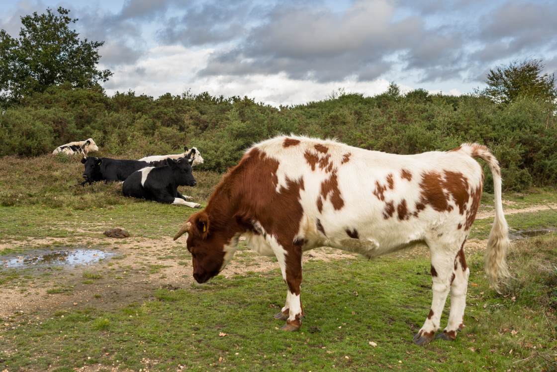 "Cattle" by Gordon England - £10.00 "Cattle" stock image