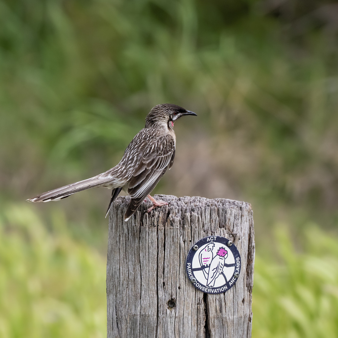 "Red Wattle Bird - ACT Parks" stock image