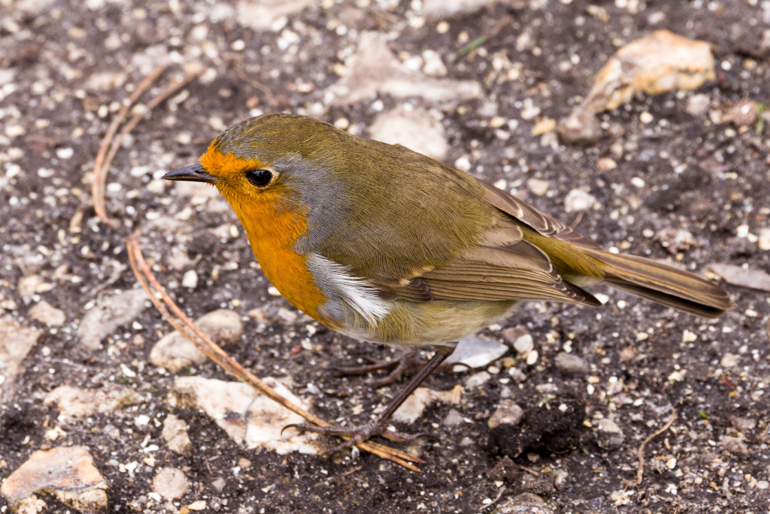 "Robin" by Gordon England - $12.06 "Robin" stock image