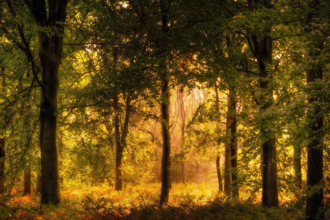 "Beech Woodland" stock image