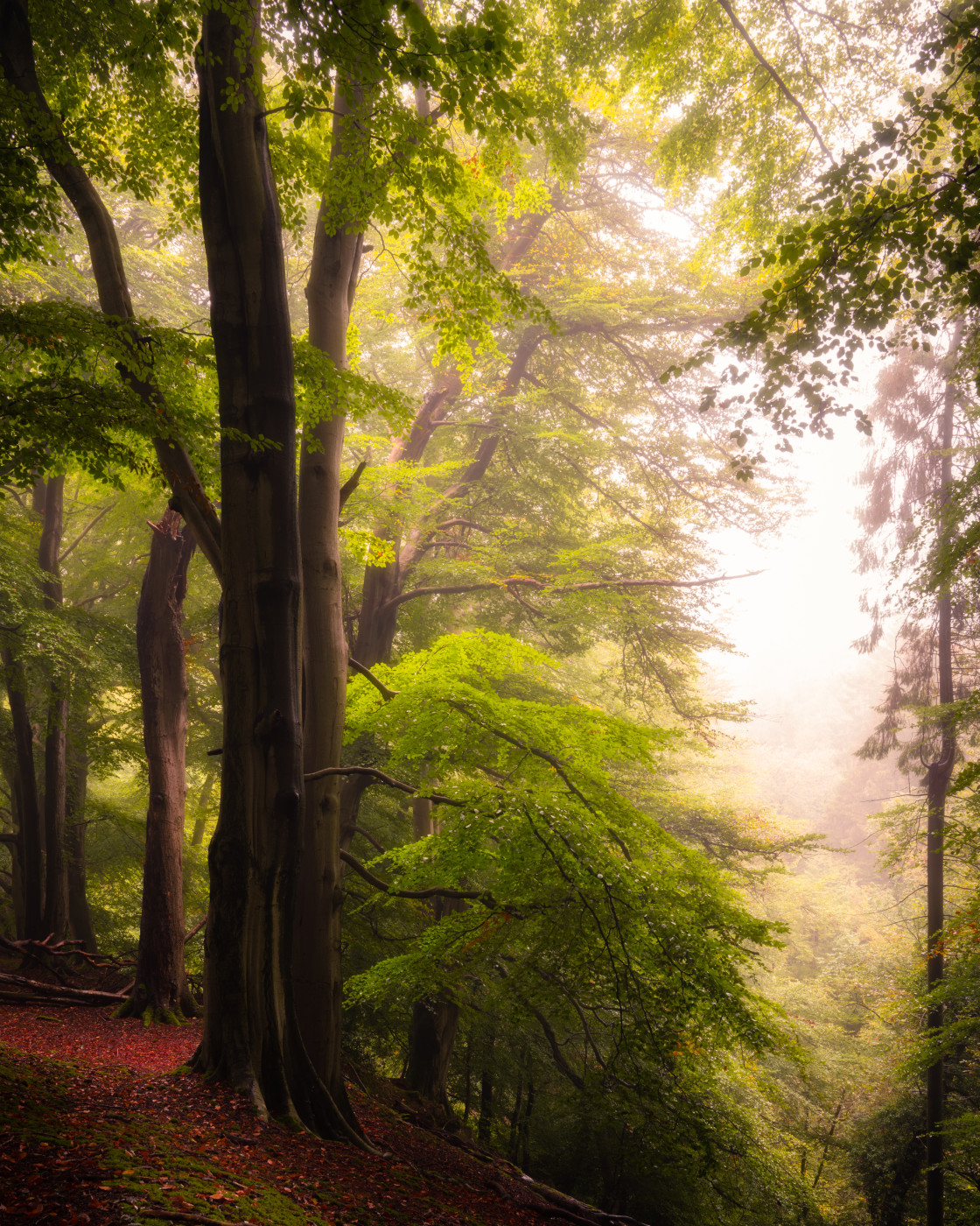 "Misty Wood" stock image