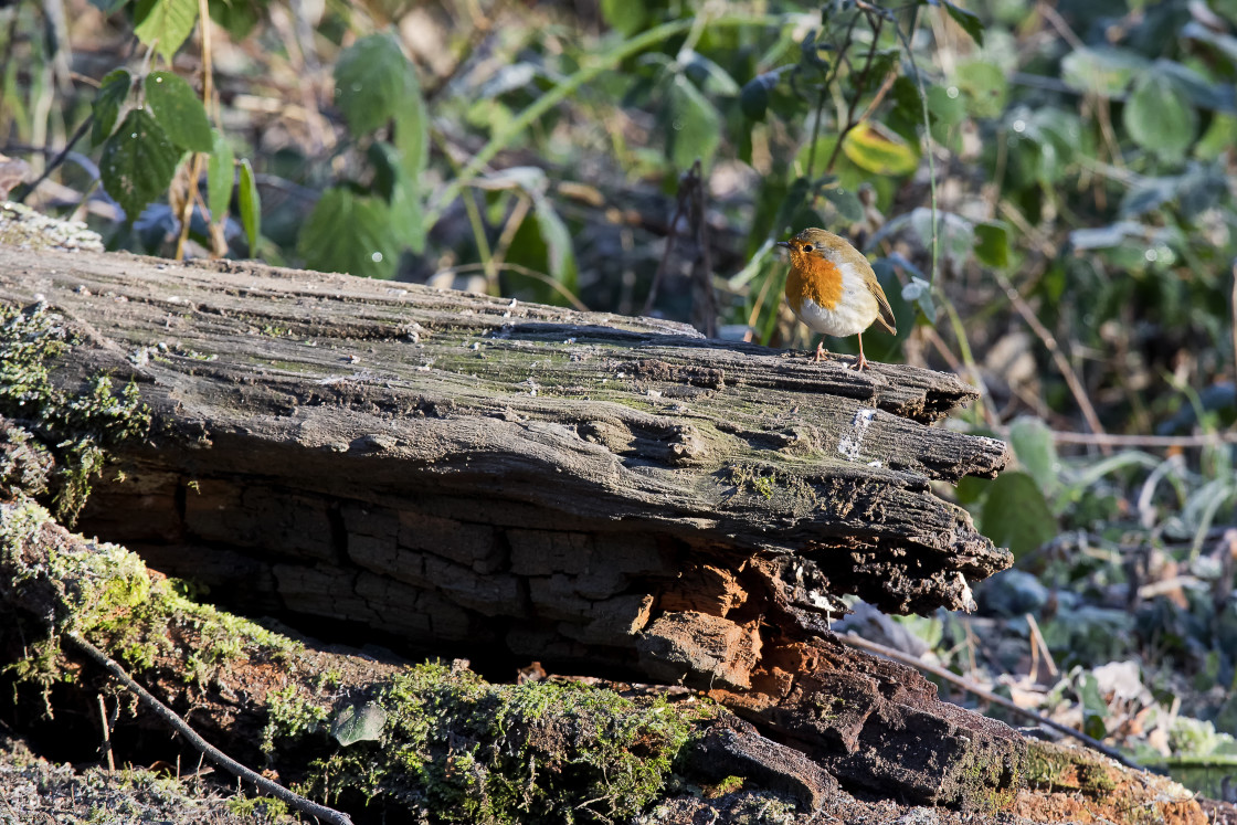 "Robin on frosty log" stock image