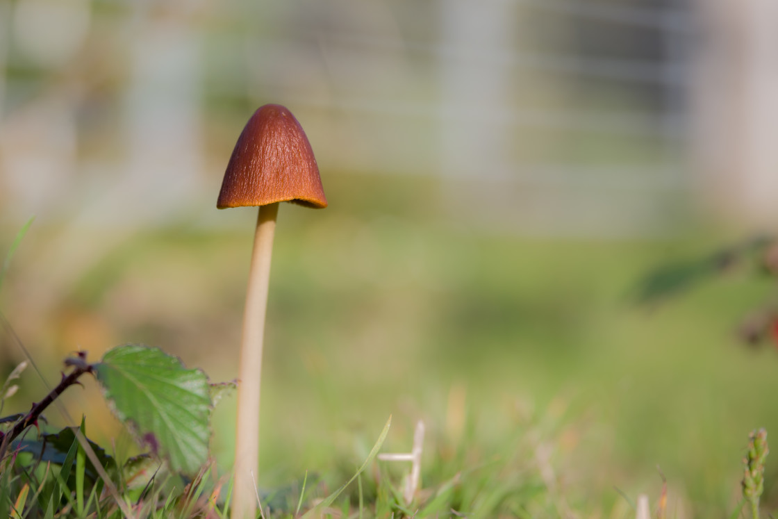 "Fungi Worms Eye View" stock image