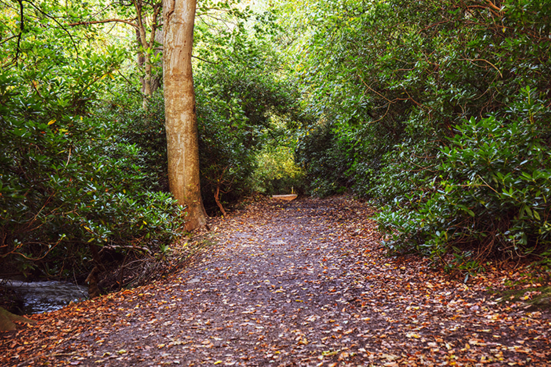 "Autumn Leaves" stock image