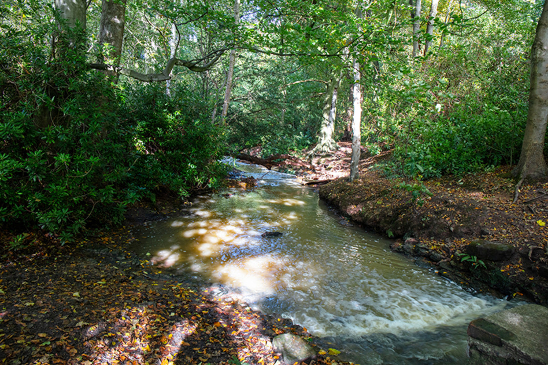 "Autum Leaves and Streams" stock image