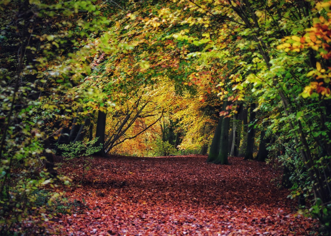 "Ancient woodlands in Autumn" stock image