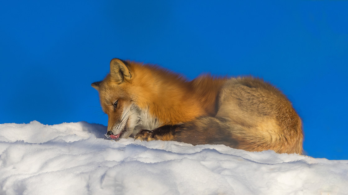 "Thirsty Fox" stock image