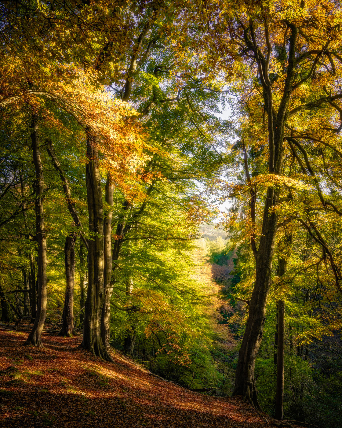 "Beech Trees in Strikes Wood" stock image