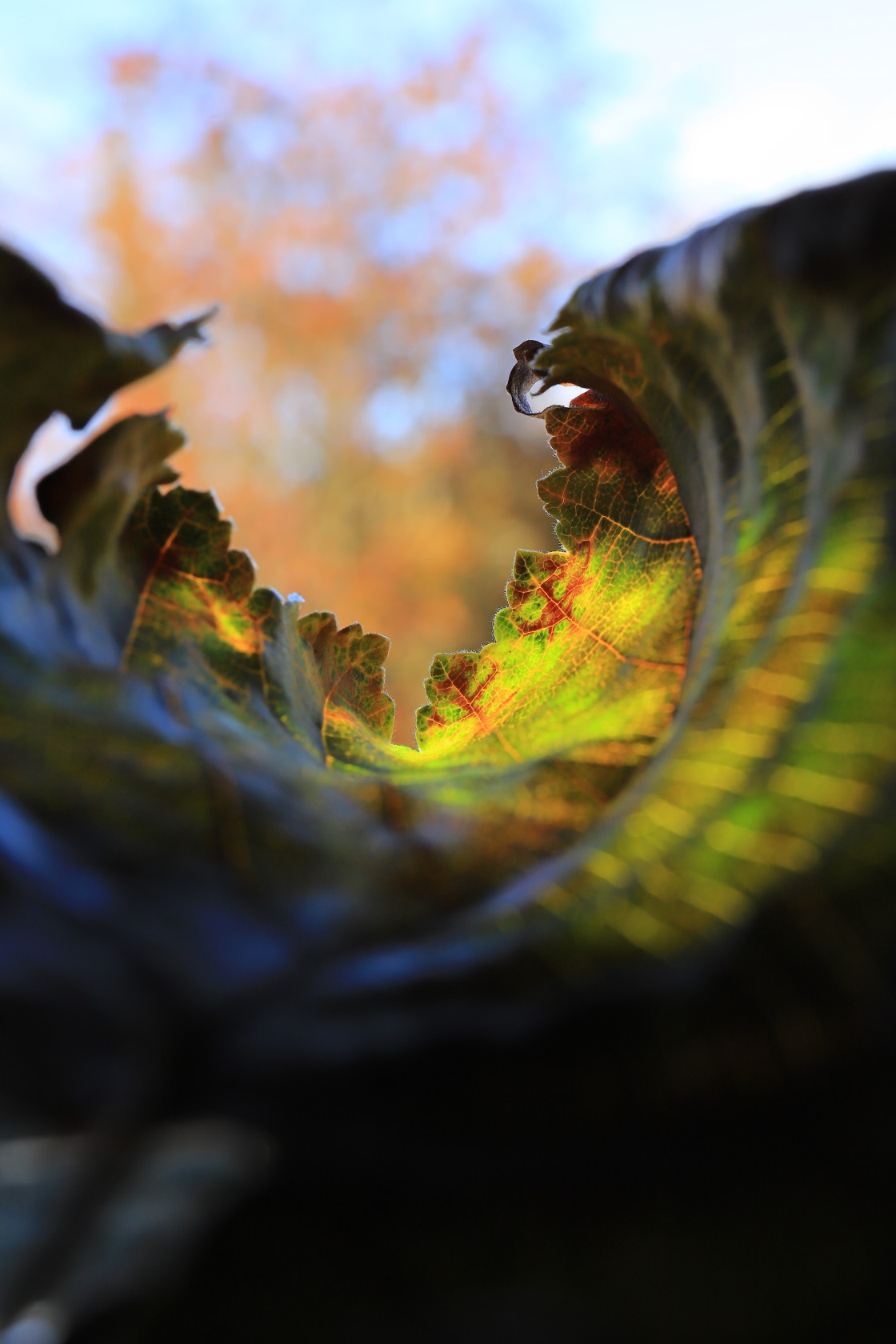 "Fallen leaf" stock image