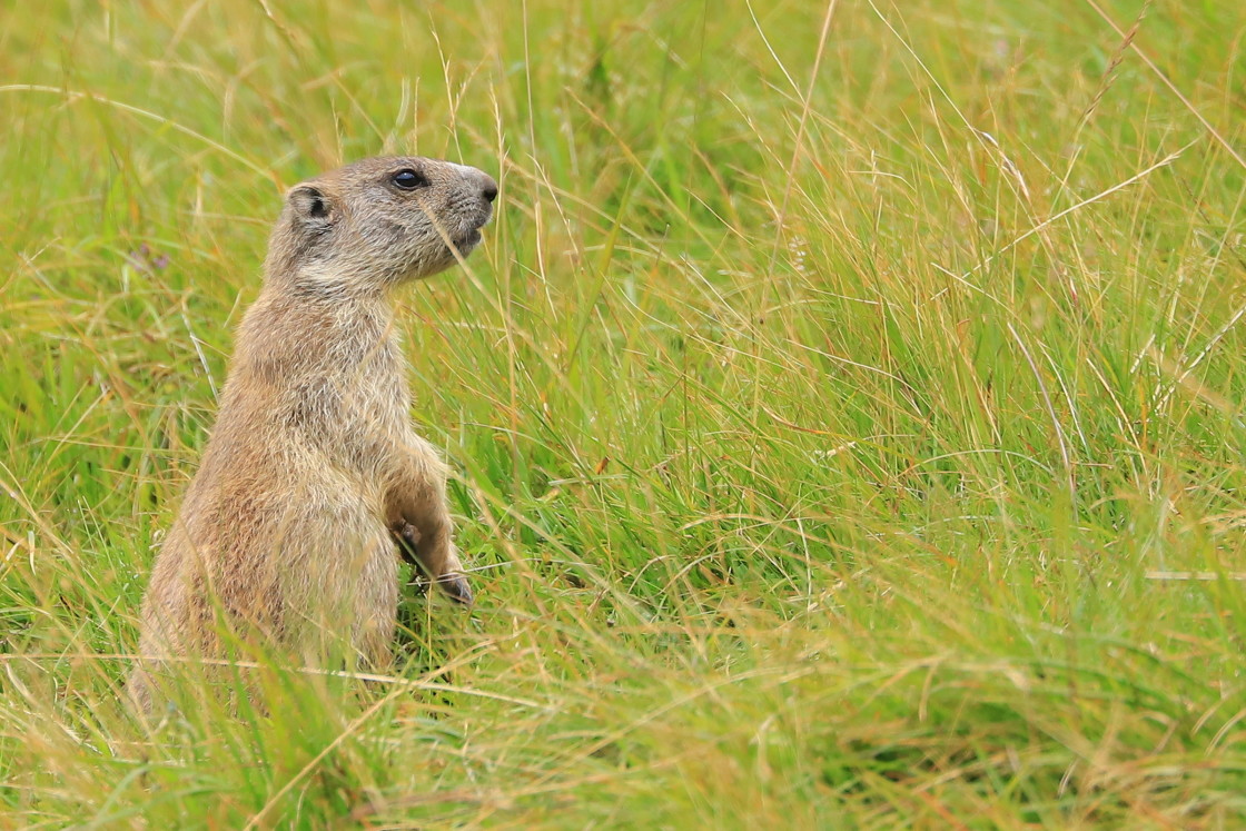 "The guardian" stock image