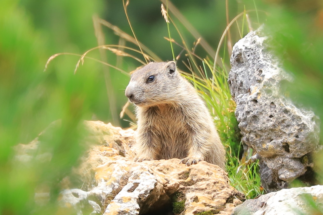 "The guardian" stock image