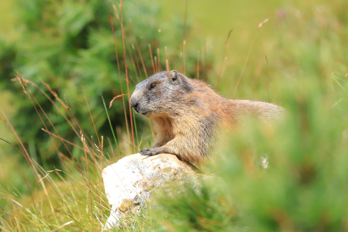 "The guardian" stock image