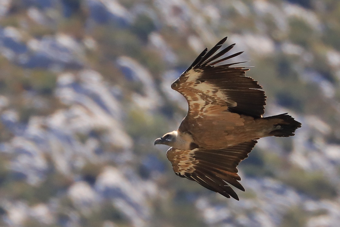 "King of the canyon" stock image