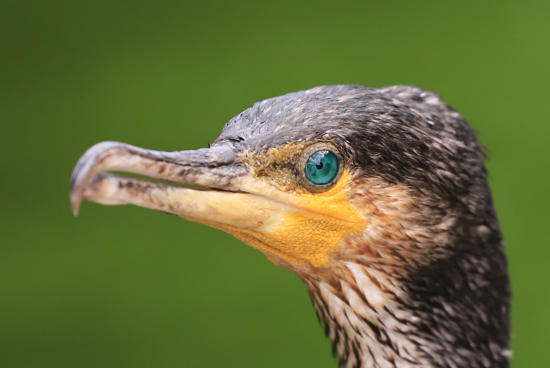 "Green eyed" stock image