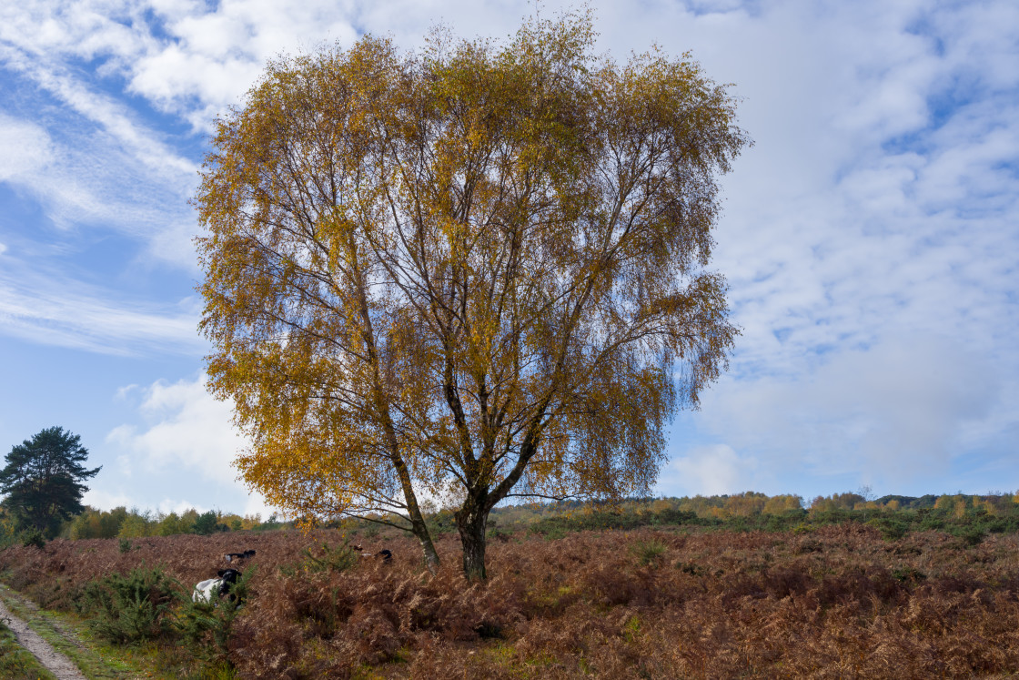 "Silver Birch Tree" stock image