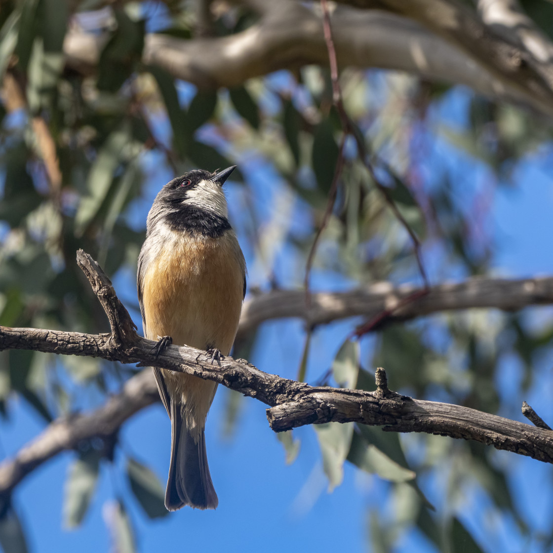 "Rufous Whistler (male)" stock image