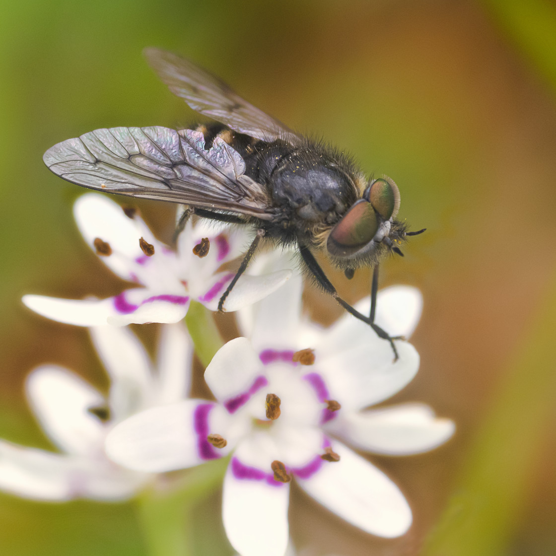 "Fly on Flower" stock image