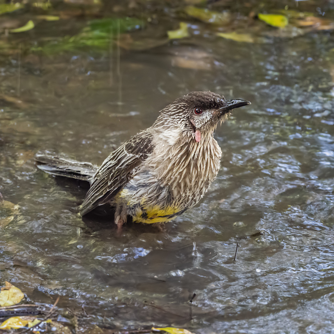 "Red Wattle Bird Bathing" stock image