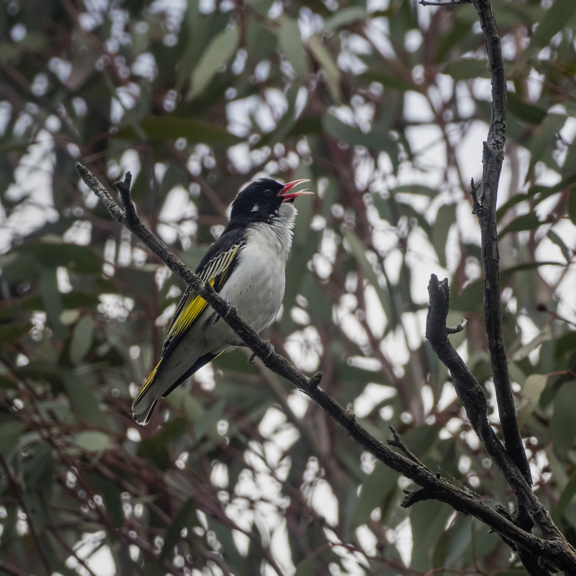 "Painted Honeyeater" stock image