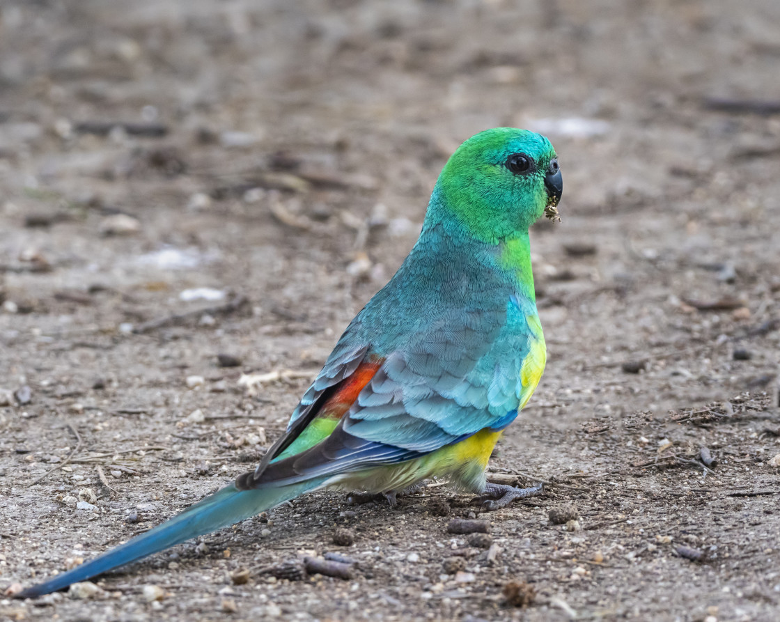 "Red-rumped parrot (male)" stock image