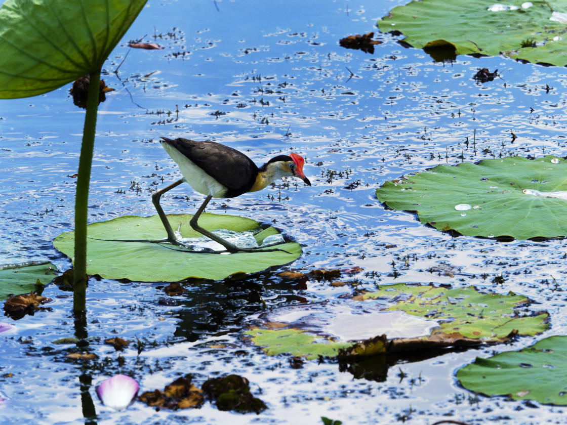 "Comb Crested Jacana on Lotus Leaf" stock image