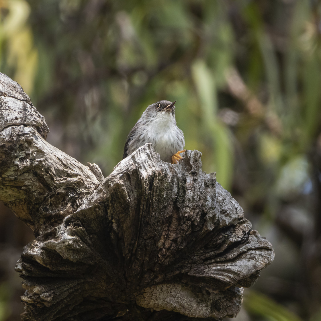 "Varied Sitella" stock image