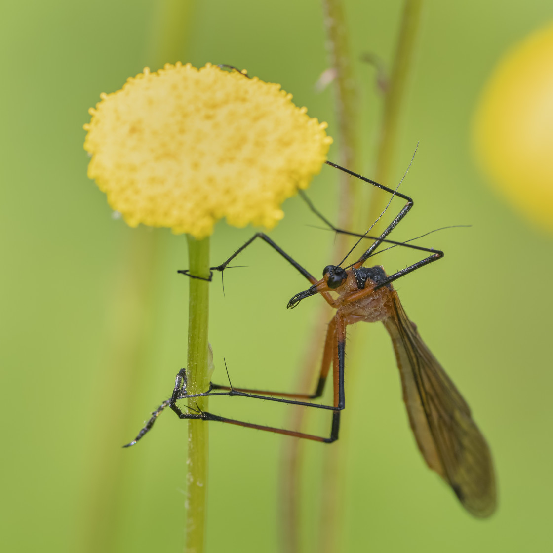 "Hanging Fly on Billy Buttons flower" stock image