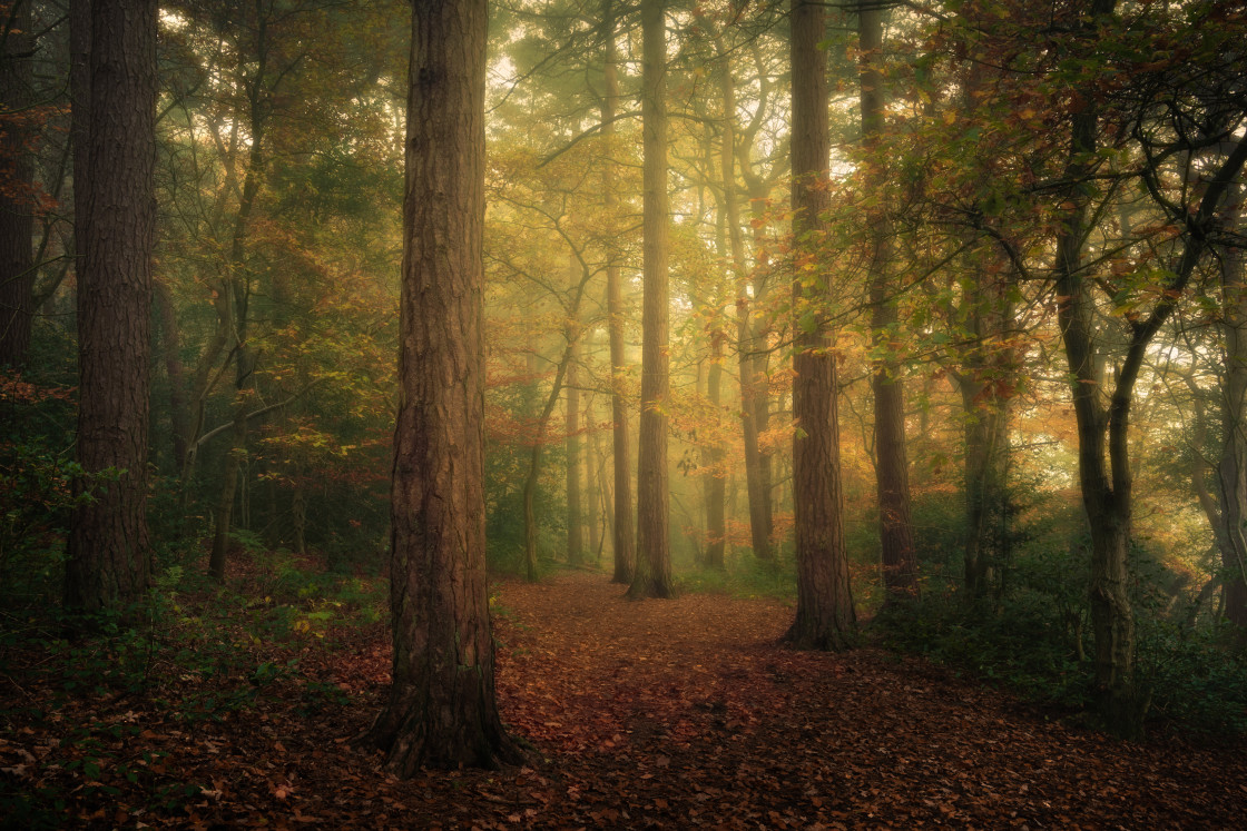 "The Pinewoods, Harrogate" stock image