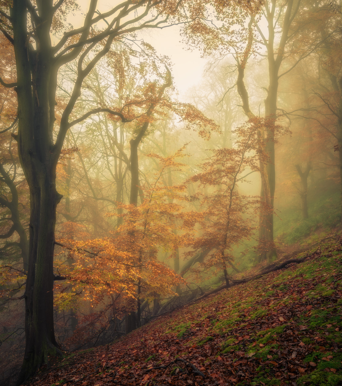 "Young Beech, Strikes Wood, Nidderdale" stock image