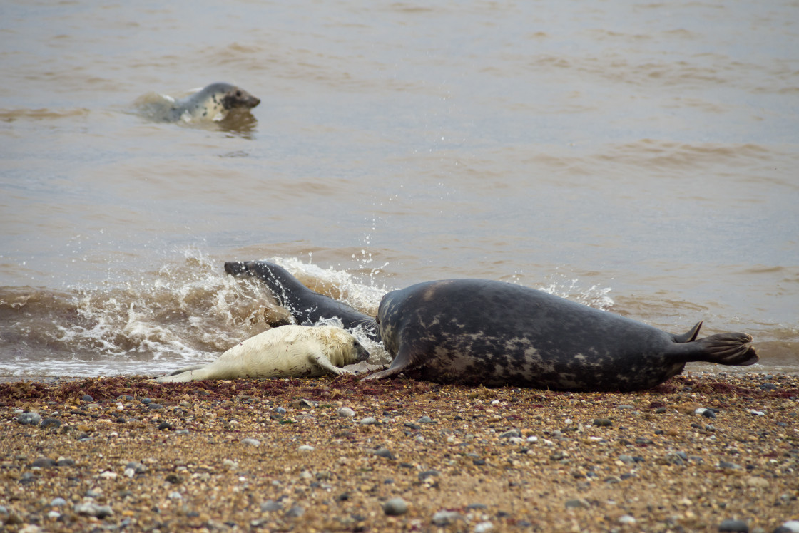 "Grey Seals and Pup" stock image