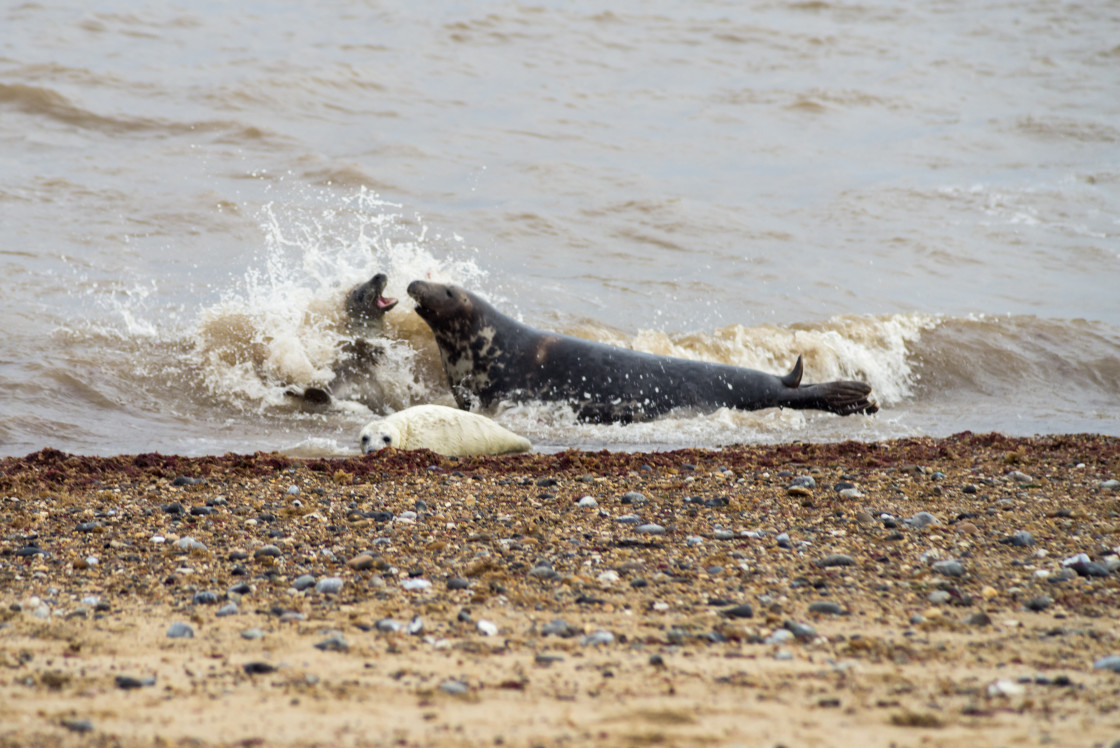 "Grey Seals and Pup" stock image