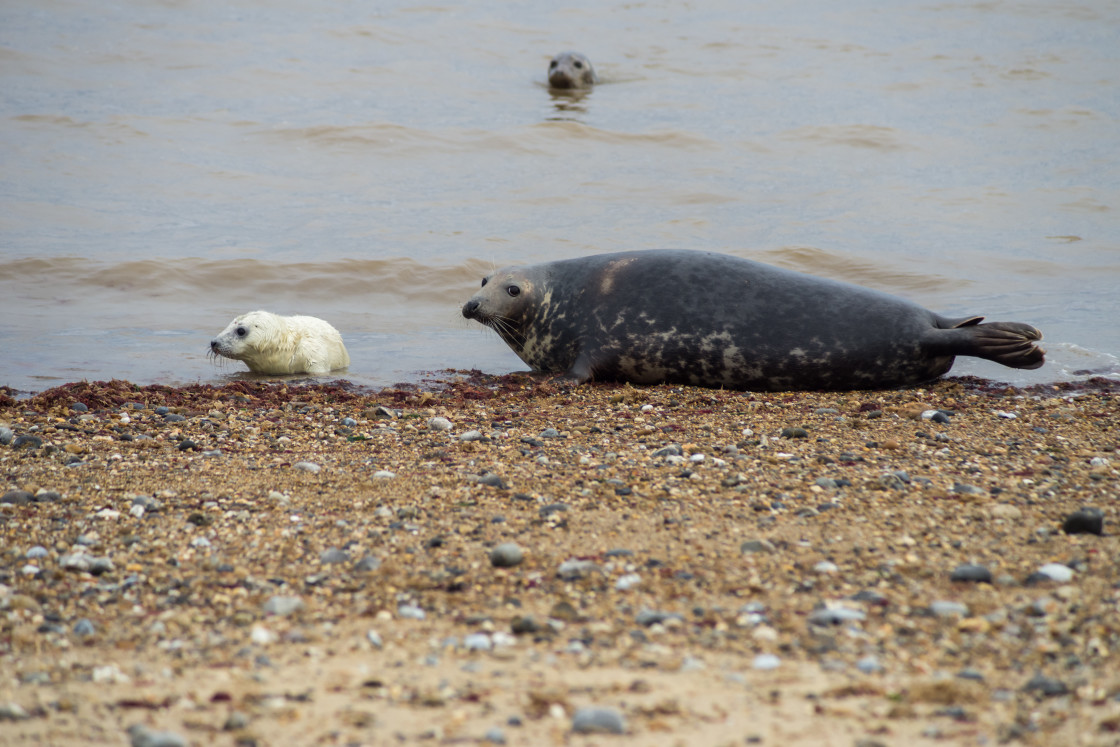 "Grey Seals and Pup" stock image