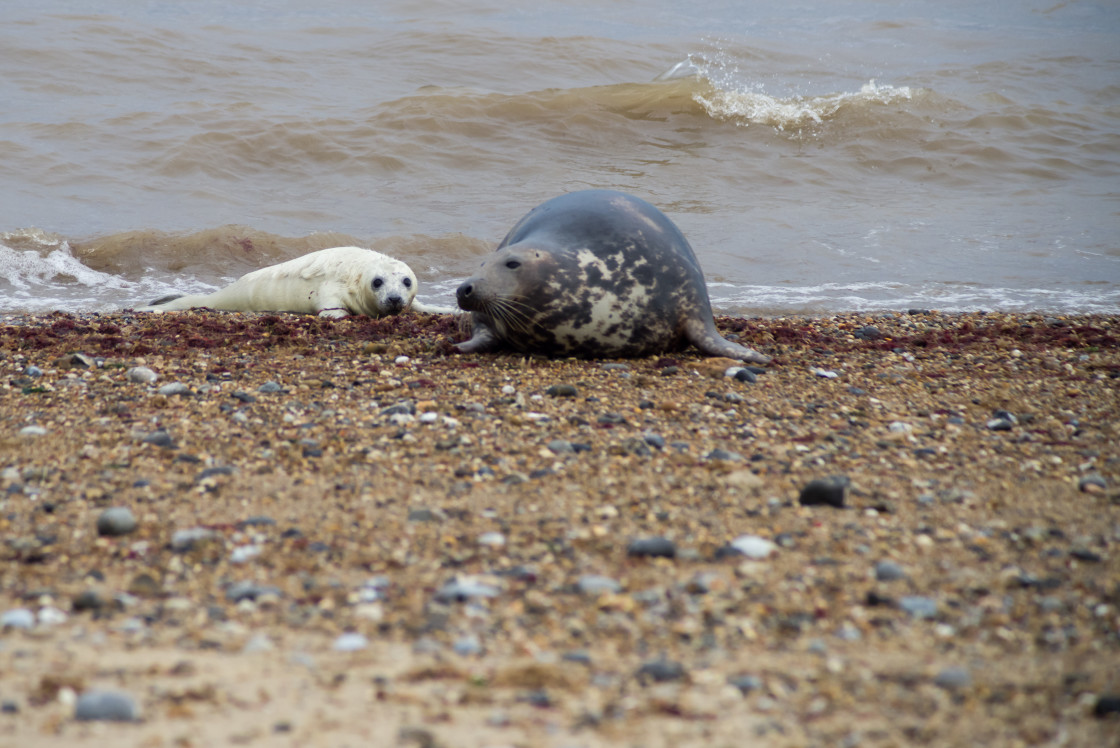 "Mother Seal with Pup" stock image