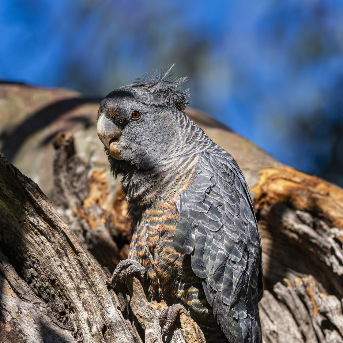 "Gang-gang Cockatoo-female" stock image