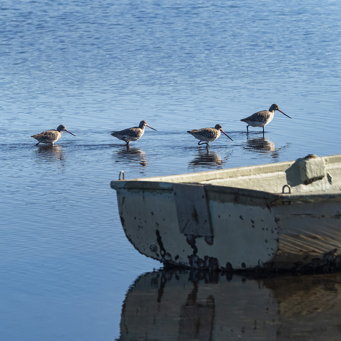 "Bar-tailed Godwit wading" stock image